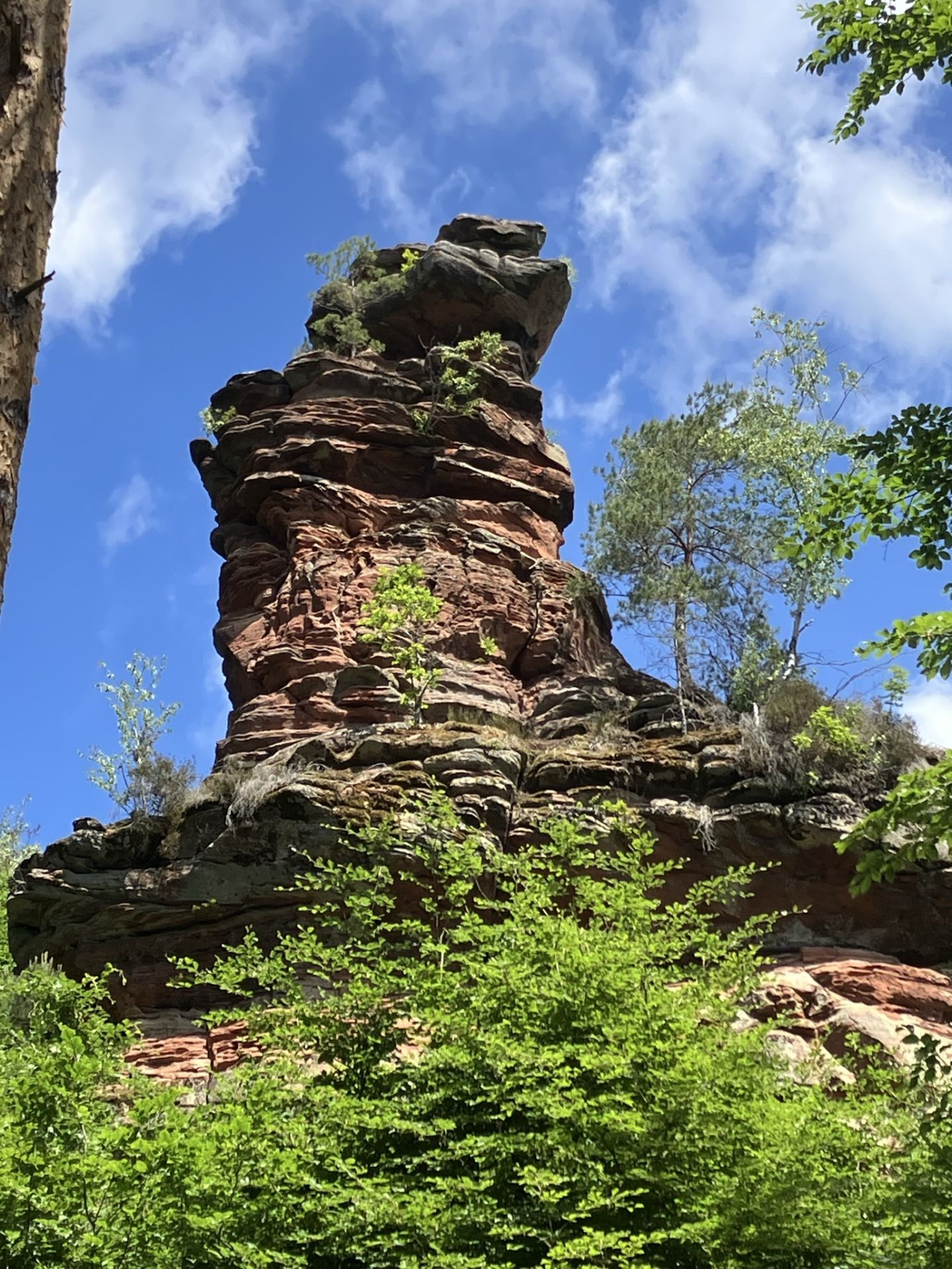 250521-Pfalz-Wanderung-8 250521-Pfalz-Wanderung-8